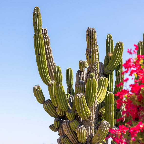 Close-up of a tall, sculptural cactus against a clear blue sky, with vibrant pink bougainvillea flowers in the foreground.