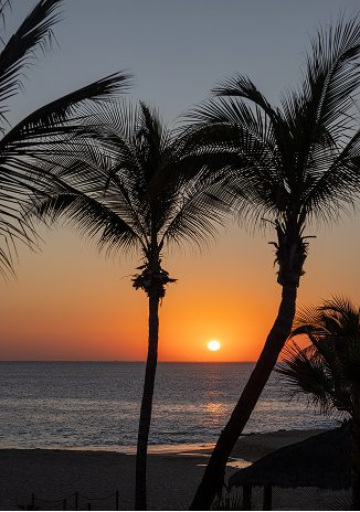 Sunset over the ocean framed by tall palm trees, with the sun low on the horizon casting warm orange and gold tones across the water and shoreline.